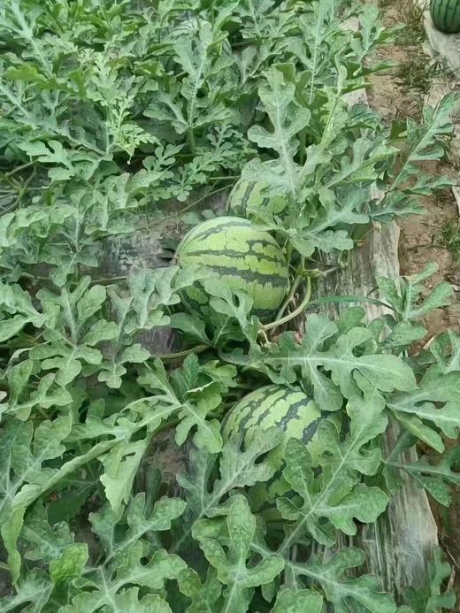 江氏西瓜 无籽麒麟瓜  商品图4