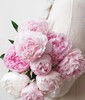 【预售！4.20起陆续发出】莎拉【知足且上进，温柔且坚定】 经典荷兰进口品种粉芍药- 莎拉·伯恩哈特  顺丰空运直发 商品缩略图8