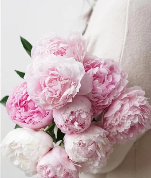 【预售！4.20起陆续发出】莎拉【知足且上进，温柔且坚定】 经典荷兰进口品种粉芍药- 莎拉·伯恩哈特  顺丰空运直发 商品图8