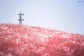 多彩贵州：平坝樱花、金海雪山、苗乡风情 6天