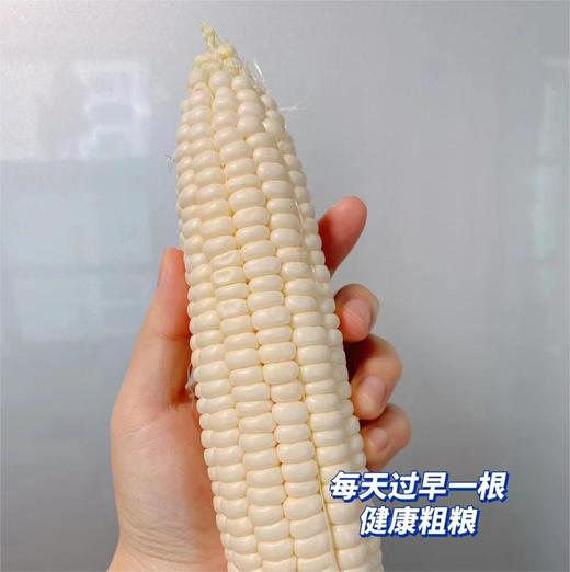 漳洲牛奶水果玉米  |果蔬 商品图3