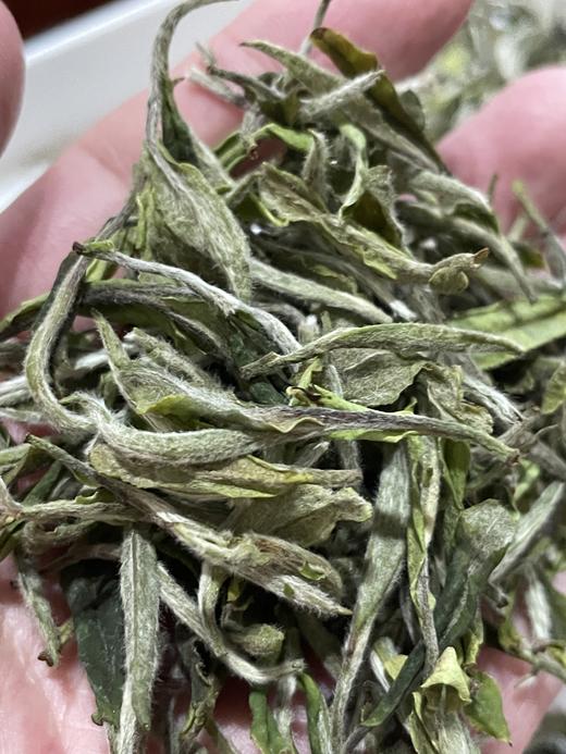 莲心 白牡丹 2023年 没采银针的牡丹王 基地有机管理 商品图2