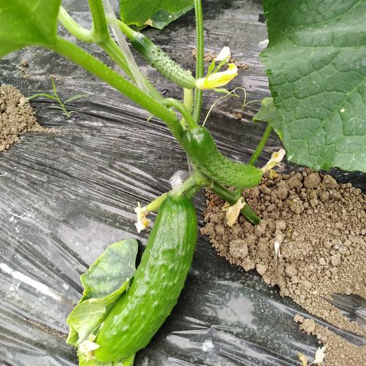 新鲜果蔬 绿道带刺小黄瓜 500g/盒 商品图4