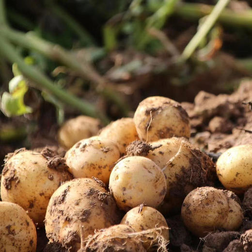 【恩施小土豆 5斤】| 当季小土豆，芳香粉糯，营养丰富，农家自种，现挖现发 商品图1