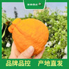 PAGODA百果园 不知火·丑橘5斤彩箱装±0.1（大果，果径80mm-85mm） 商品缩略图1
