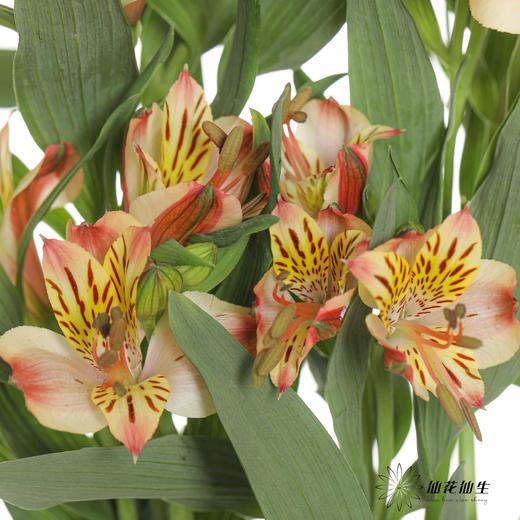 六出花 | 橙色 商品图4