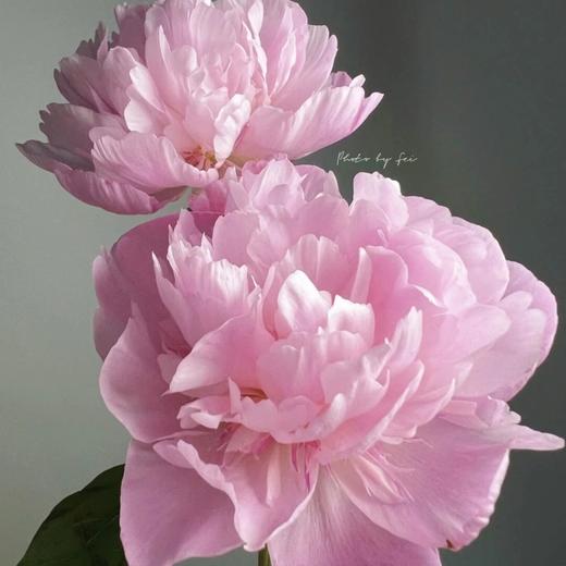 【最美芍药季节.上新福利】凤羽落金池重瓣芍药5支+琉璃粉重瓣芍药5支/份 商品图1