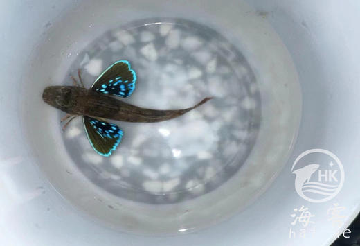 蓝鳍飞机鱼 商品图0