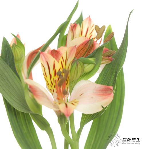 六出花 | 橙色 商品图6