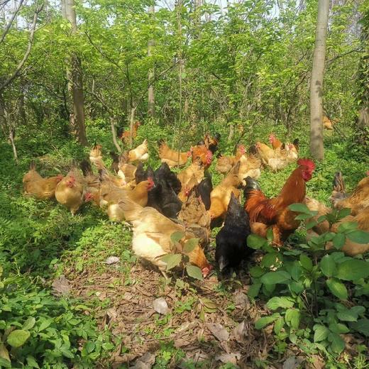 细骨原种小母鸡 商品图1