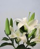 多头白百合3只 商品缩略图2