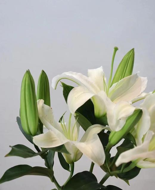 多头白百合3只 商品图2