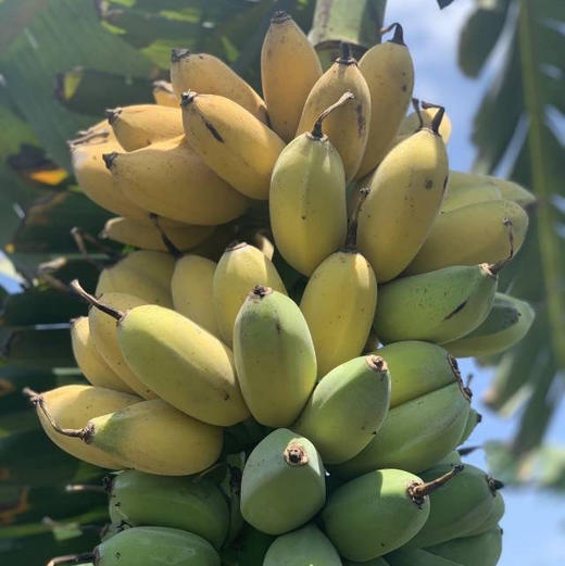 周五送，苹果蕉🍌香蕉界的萌宠，真的有苹果香味哦，软糯香甜 肉质饱满 ，一口下去感受绵密细腻 还有一股清香在口中蔓延！注意哦~苹果香蕉是新鲜采摘收到是青色的 需要放几天变黄了再吃😋一箱净重3斤左右 商品图3