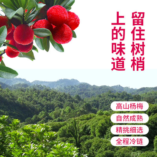 成有王记 冰杨梅汁（冷冻款）380ml*6 商品图1