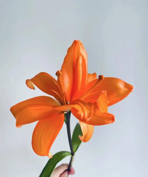 橙色梦想百合两支（拼团） 商品图2