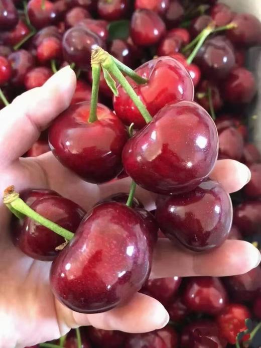 大连瓦房店美早樱桃 1KG （单果15g+）Dalian Large Cherries 1KG 商品图1