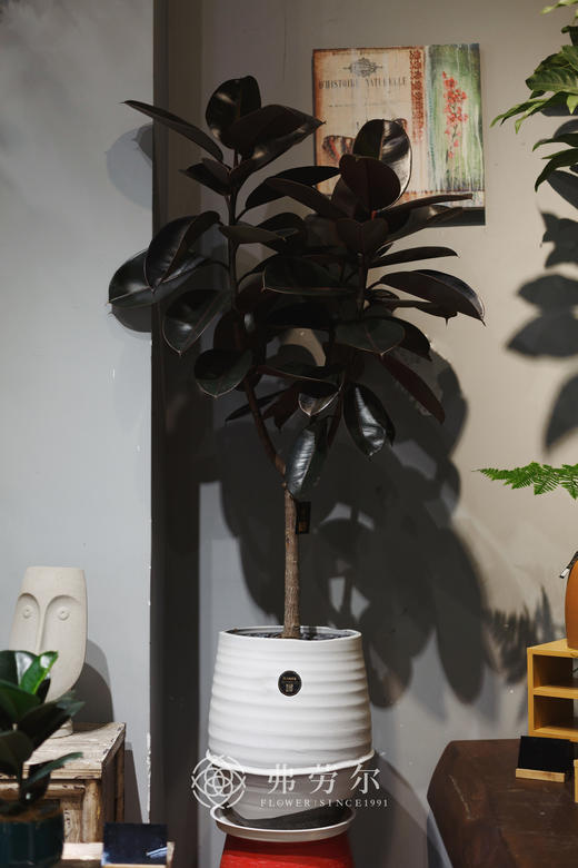 黑金刚 商品图0