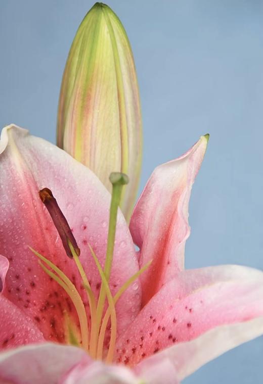 罗宾娜粉百合2支（拼团） 商品图6