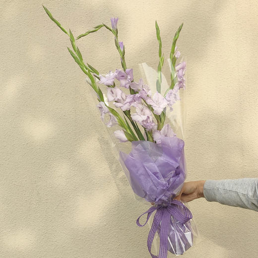 剑兰 为你植迷 商品图0