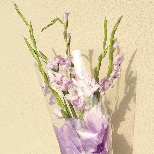 剑兰 为你植迷 商品图1