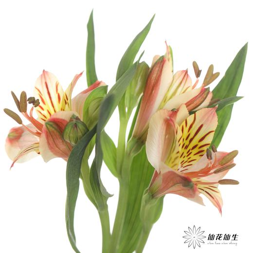 六出花 | 橙色 商品图5