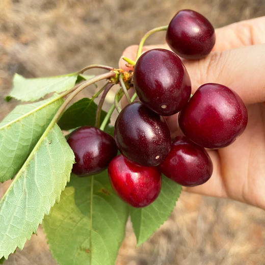 珍珠樱桃 约500g/份 商品图1