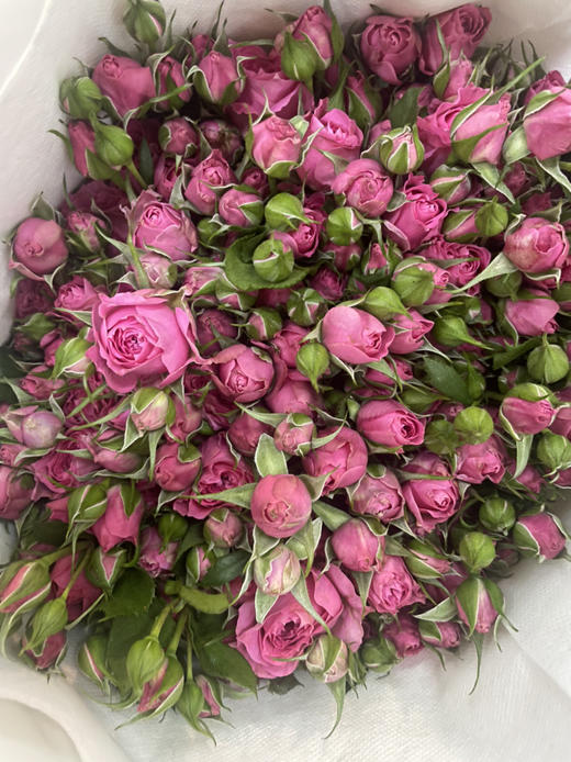 【秒杀福利】南粤推荐 -多头苏菲宝贝 10枝 商品图5