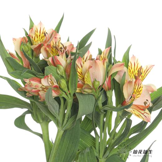 六出花 | 橙色 商品图1