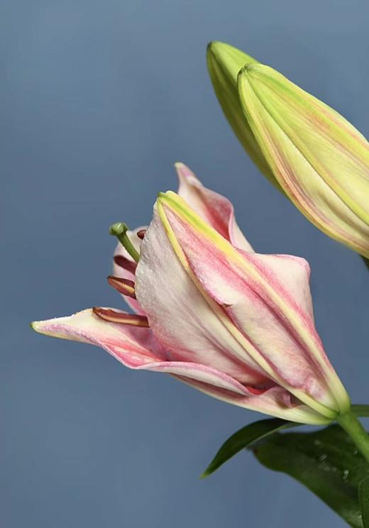 罗宾娜粉百合2支（拼团） 商品图5