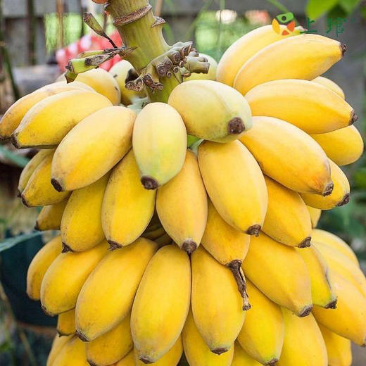 周五送，苹果蕉🍌香蕉界的萌宠，真的有苹果香味哦，软糯香甜 肉质饱满 ，一口下去感受绵密细腻 还有一股清香在口中蔓延！注意哦~苹果香蕉是新鲜采摘收到是青色的 需要放几天变黄了再吃😋一箱净重3斤左右 商品图1