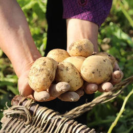 恩施小土豆 5斤】| 当季小土豆，芳香粉糯，营养丰富，农家自种，现挖现发