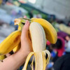 周五送，苹果蕉🍌香蕉界的萌宠，真的有苹果香味哦，软糯香甜 肉质饱满 ，一口下去感受绵密细腻 还有一股清香在口中蔓延！注意哦~苹果香蕉是新鲜采摘收到是青色的 需要放几天变黄了再吃😋一箱净重3斤左右 商品缩略图0