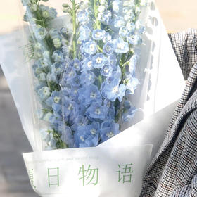 鳳朝阳