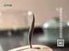 福鼎白茶｜传家宝·白毫银针（2023葵卯兔年开园首日针）老树银针，珍稀品质，芽头肥壮，白毫满披，毫香蜜韵，自然清新，香清甘甜，享有杯中“美人”，茶中“女王”之美誉，宜藏宜品宜礼宜传家，净含量：500g 商品缩略图4