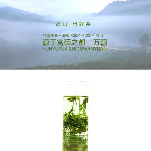 巴山早2023年新茶特级绿茶250g/袋万源白羊茶茶园直销 商品图3