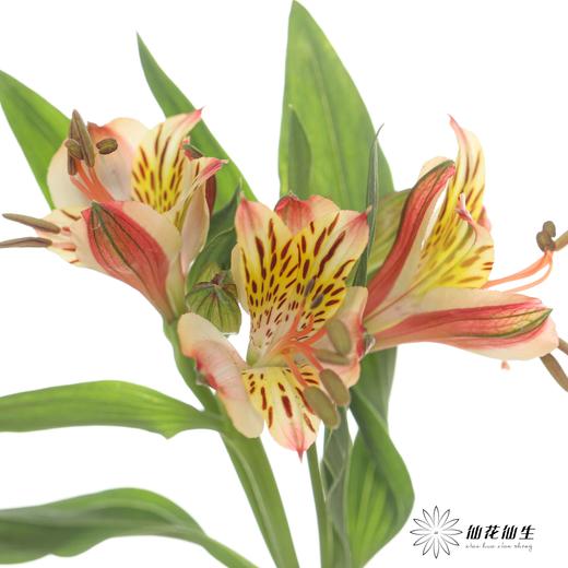 六出花 | 橙色 商品图3