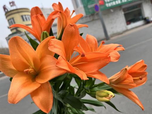 橙色梦想百合两支（拼团） 商品图0