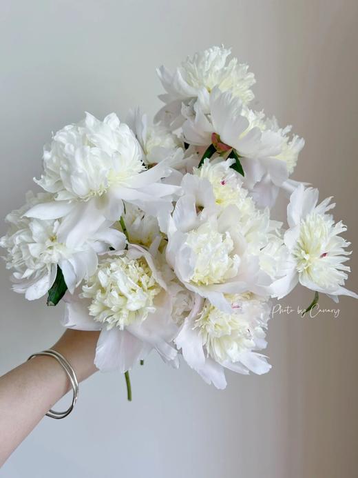 【最美芍药季节.上新福利】凤羽落金池重瓣芍药5支+琉璃粉重瓣芍药5支/份 商品图3