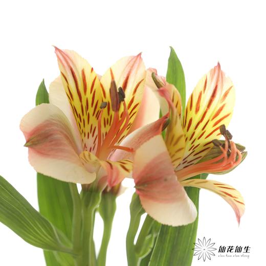 六出花 | 橙色 商品图0