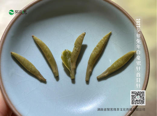 福鼎白茶｜传家宝·白毫银针（2023葵卯兔年开园首日针）老树银针，珍稀品质，芽头肥壮，白毫满披，毫香蜜韵，自然清新，香清甘甜，享有杯中“美人”，茶中“女王”之美誉，宜藏宜品宜礼宜传家，净含量：500g 商品图6