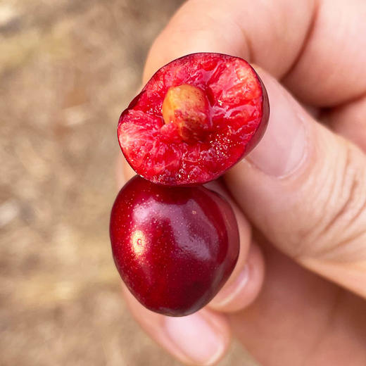 珍珠樱桃 约500g/份 商品图2