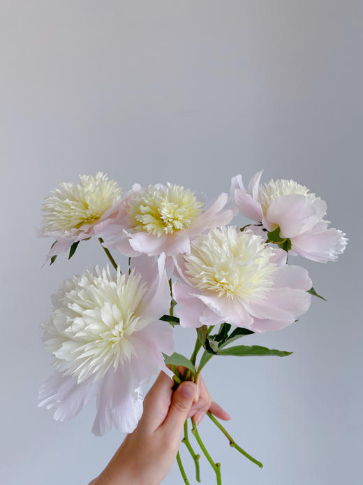 【最美芍药季节.上新福利】凤羽落金池重瓣芍药5支+琉璃粉重瓣芍药5支/份 商品图4