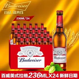 小瓶百威啤酒236ml*24