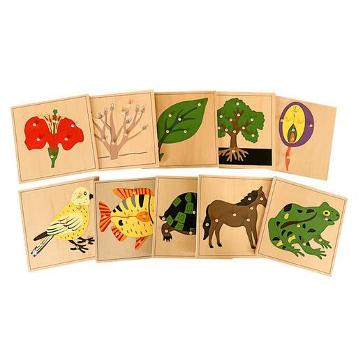 AMI教具 蒙氏动植物嵌板 商品图4