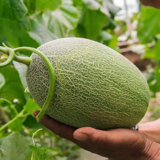 海南海沙蜜瓜【精选头茬超级蜜瓜，一藤一瓜】 商品图5