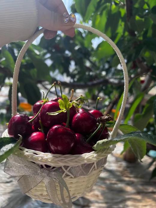 大连瓦房店美早樱桃 1KG （单果15g+）Dalian Large Cherries 1KG 商品图3