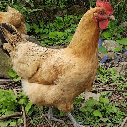 细骨原种小母鸡 商品图0