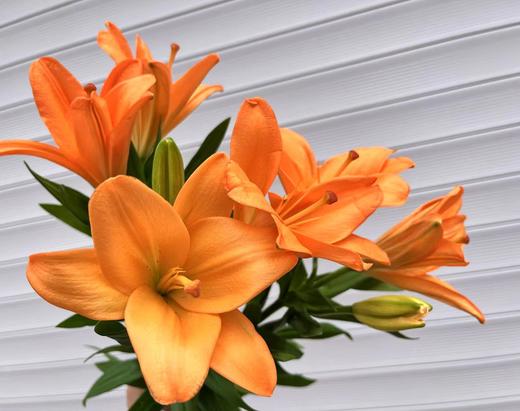 橙色梦想百合两支（拼团） 商品图3