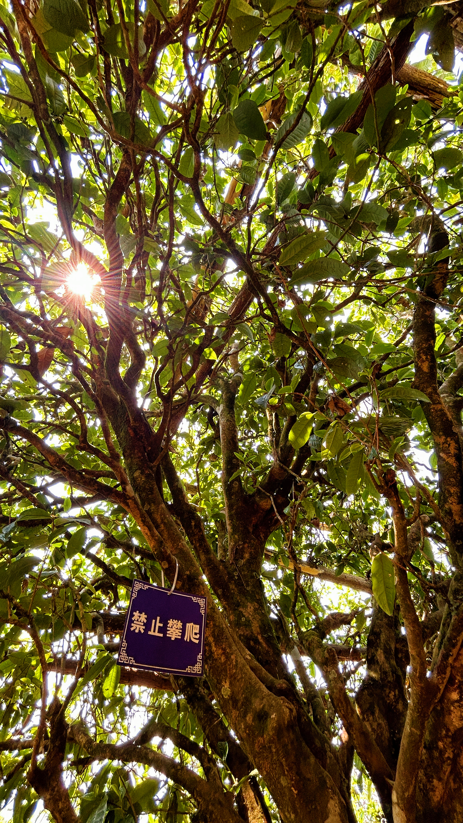 2023正气塘头春古树