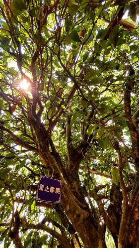 2023正气塘头春古树